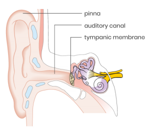 Anatomy of outer ear
